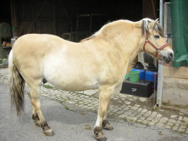 Equine Metabolisch Syndrom EMS beim Pferd