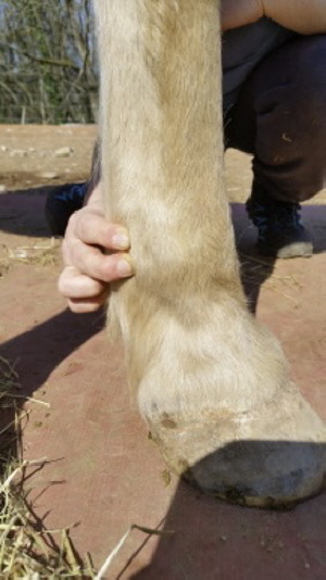 Kryotherapie beim Pferd8