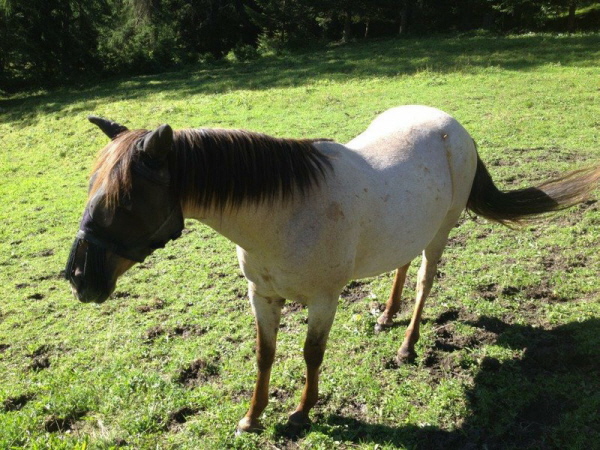 Tarik mit voller Mähne und Schweif Tarik mit voller Mähne und Schweif